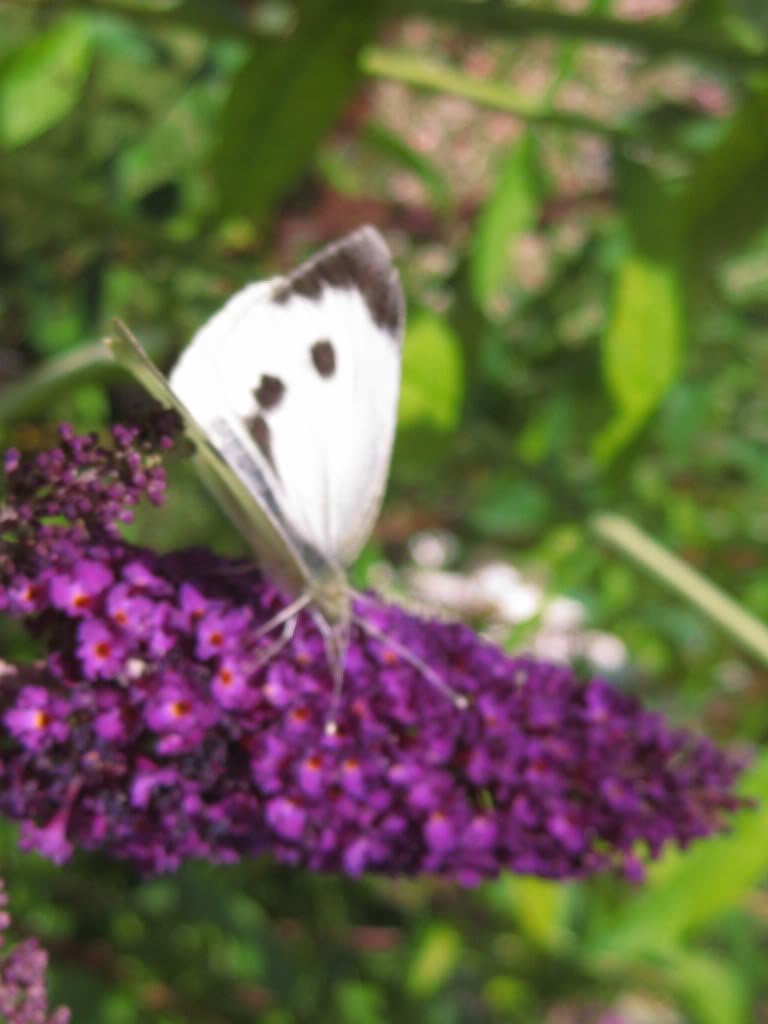 50 Butterfly Bush Seeds W64185
