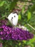 50 Butterfly Bush Seeds W64185