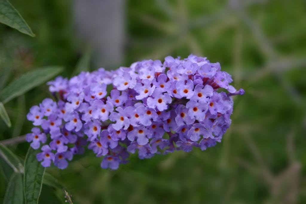 50 Butterfly Bush Seeds W64185