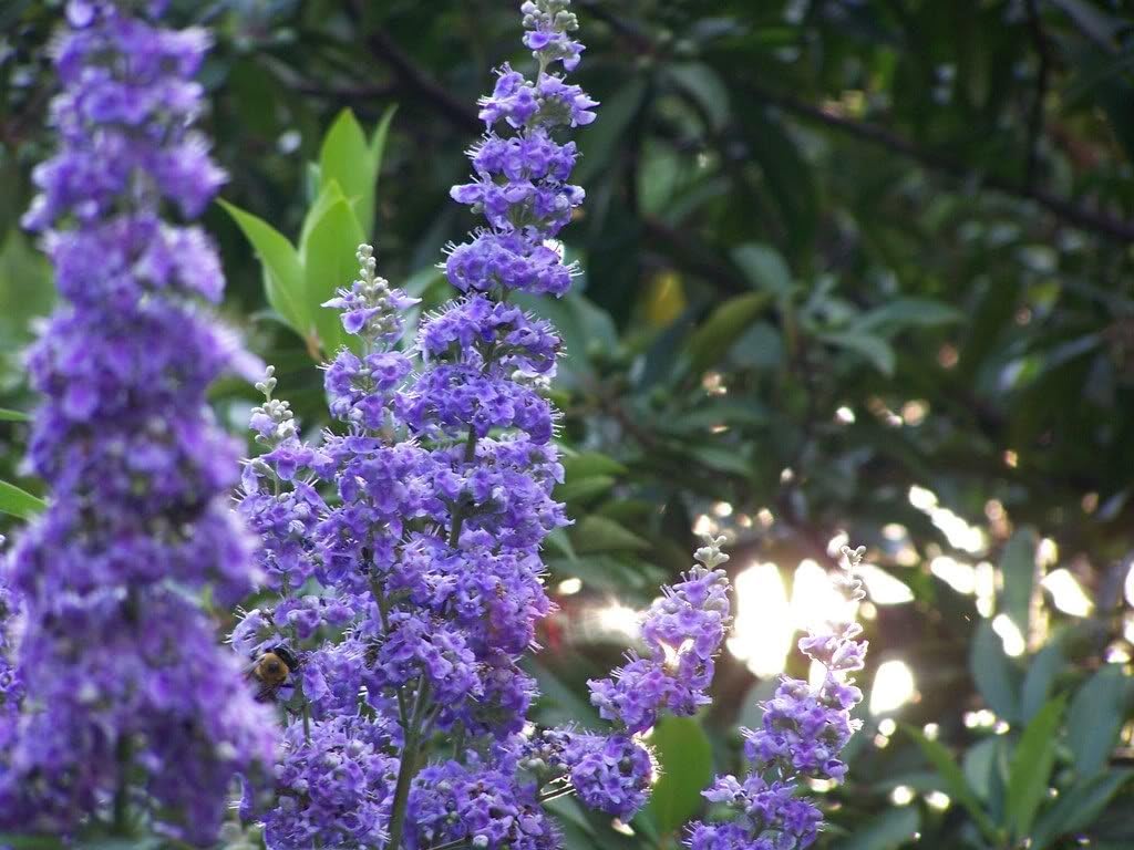 50 Butterfly Bush Seeds W64185